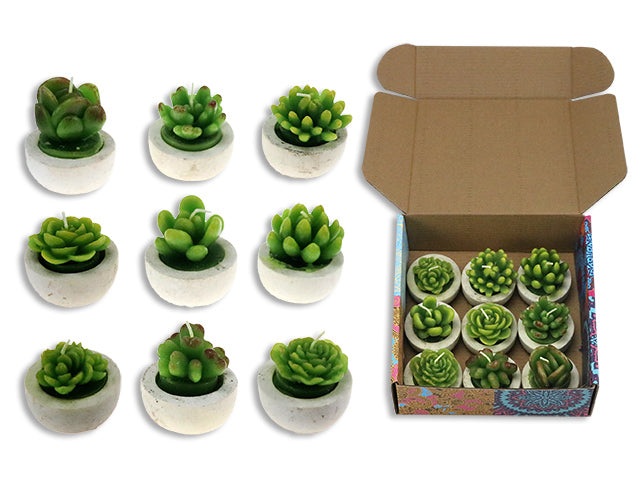 Carton of 18 Succulent In Planter Candle