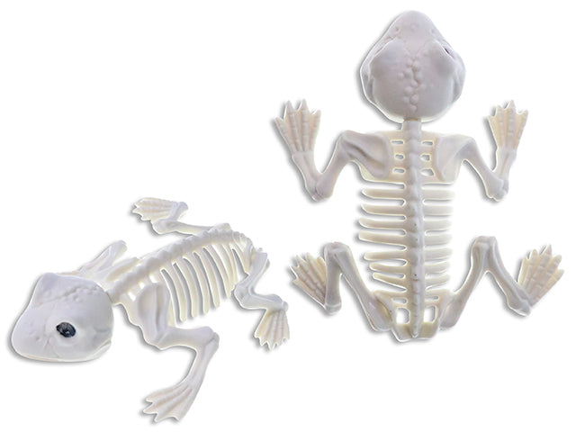 Carton of 24 6.7in(L) x 5.5in(W) Hween Decor Skeleton Frog. Cht.